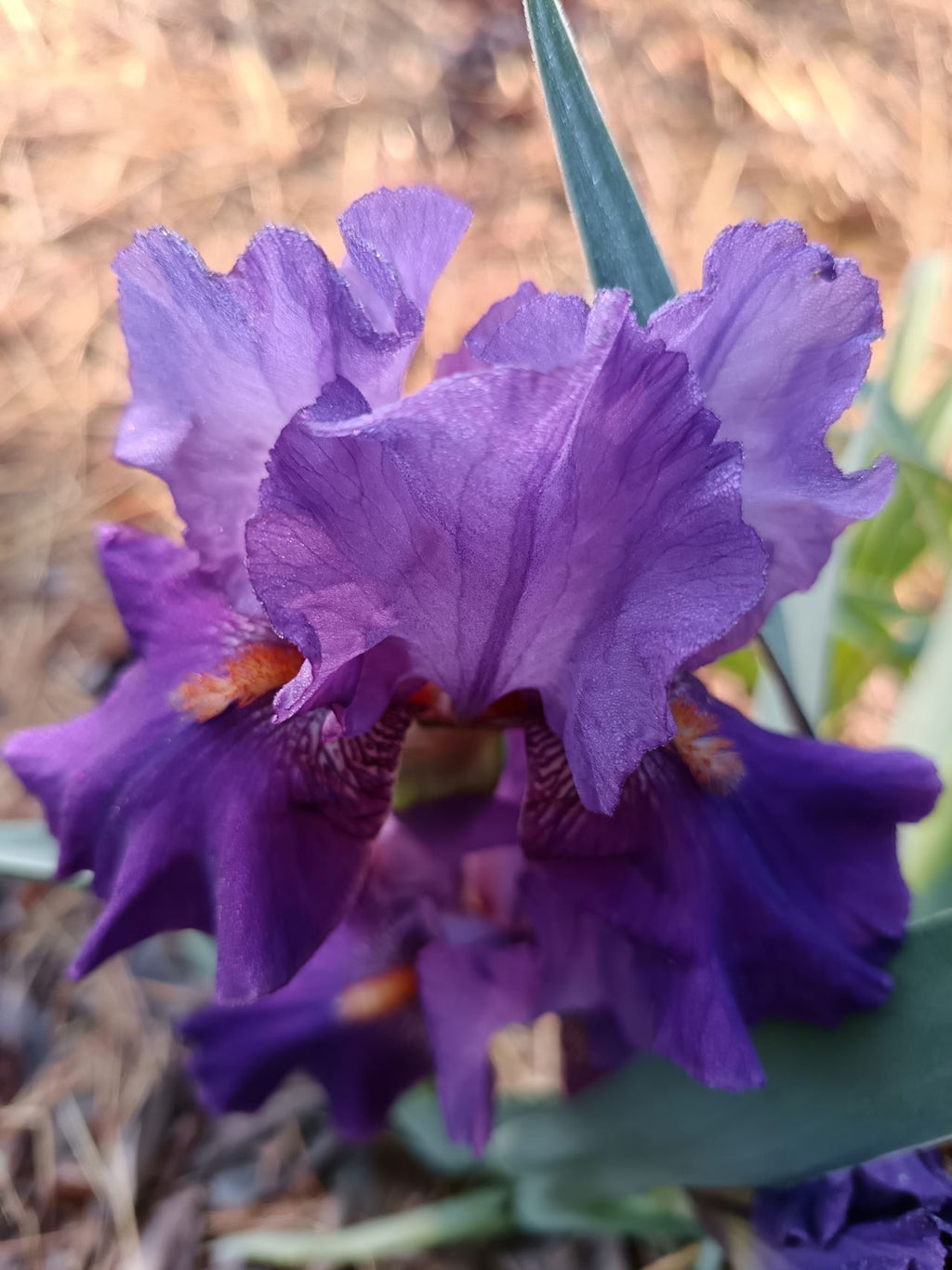 Dark Forest* Bearded Iris