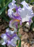 Dinky Joep* Bearded Iris