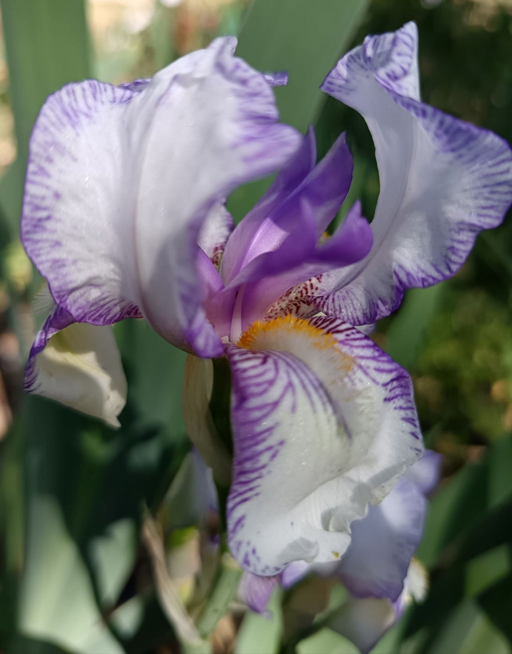 Dinky Joep* Bearded Iris