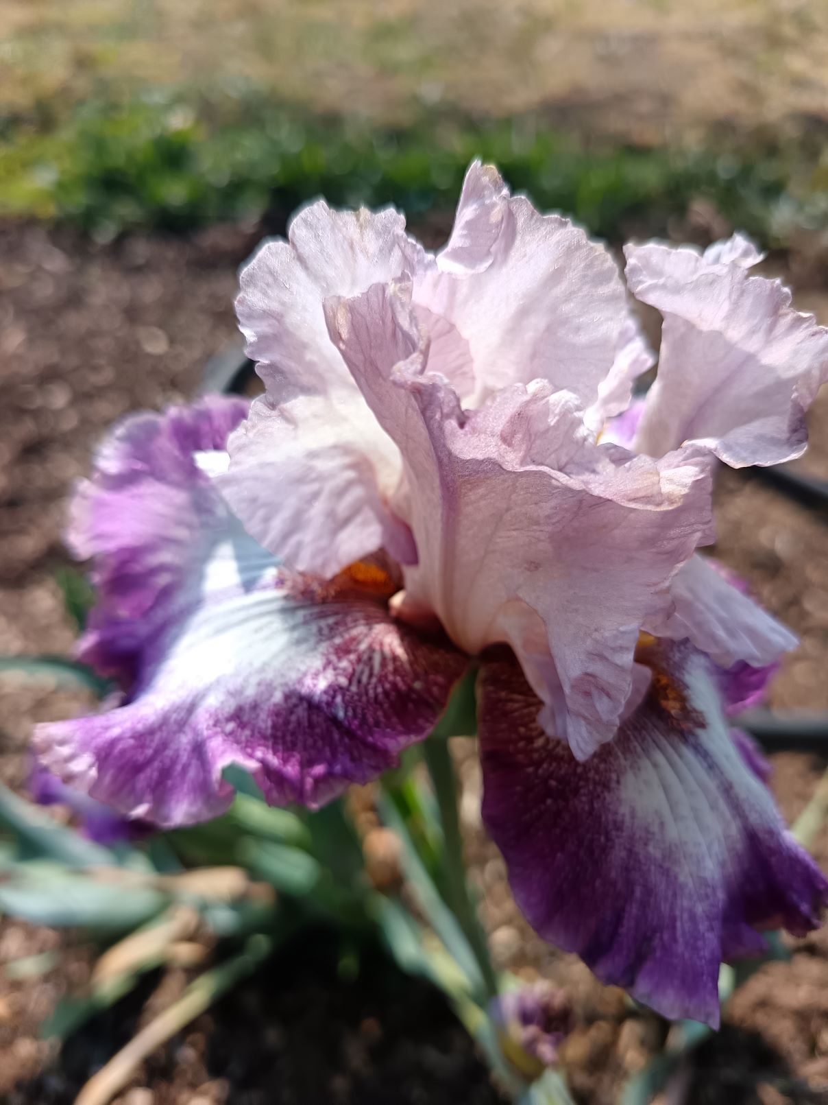 Plum Web Bearded Iris