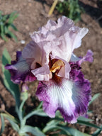 Plum Web Bearded Iris