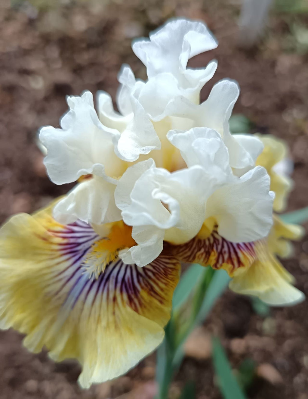 Fancy A Flutter Bearded Iris