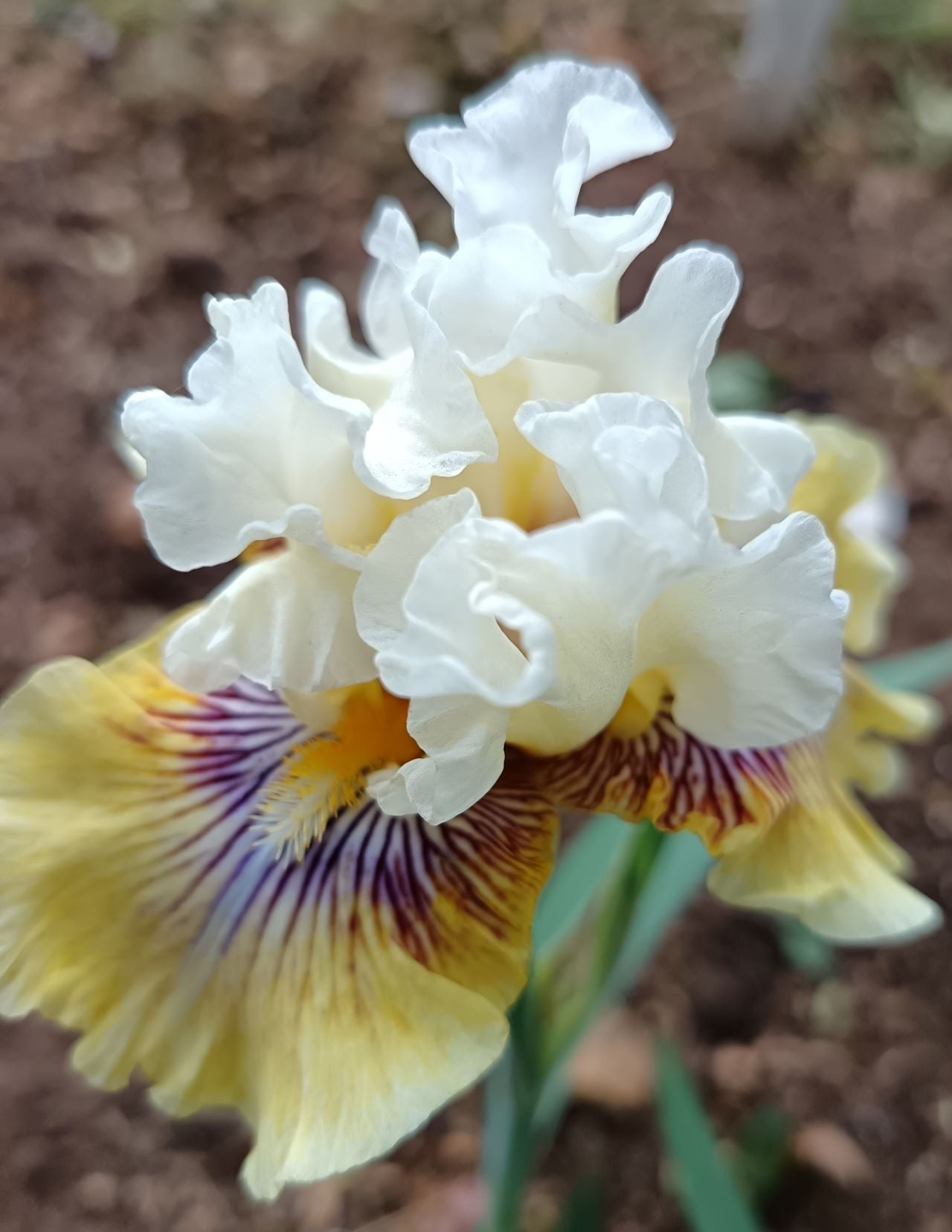 Fancy A Flutter Bearded Iris