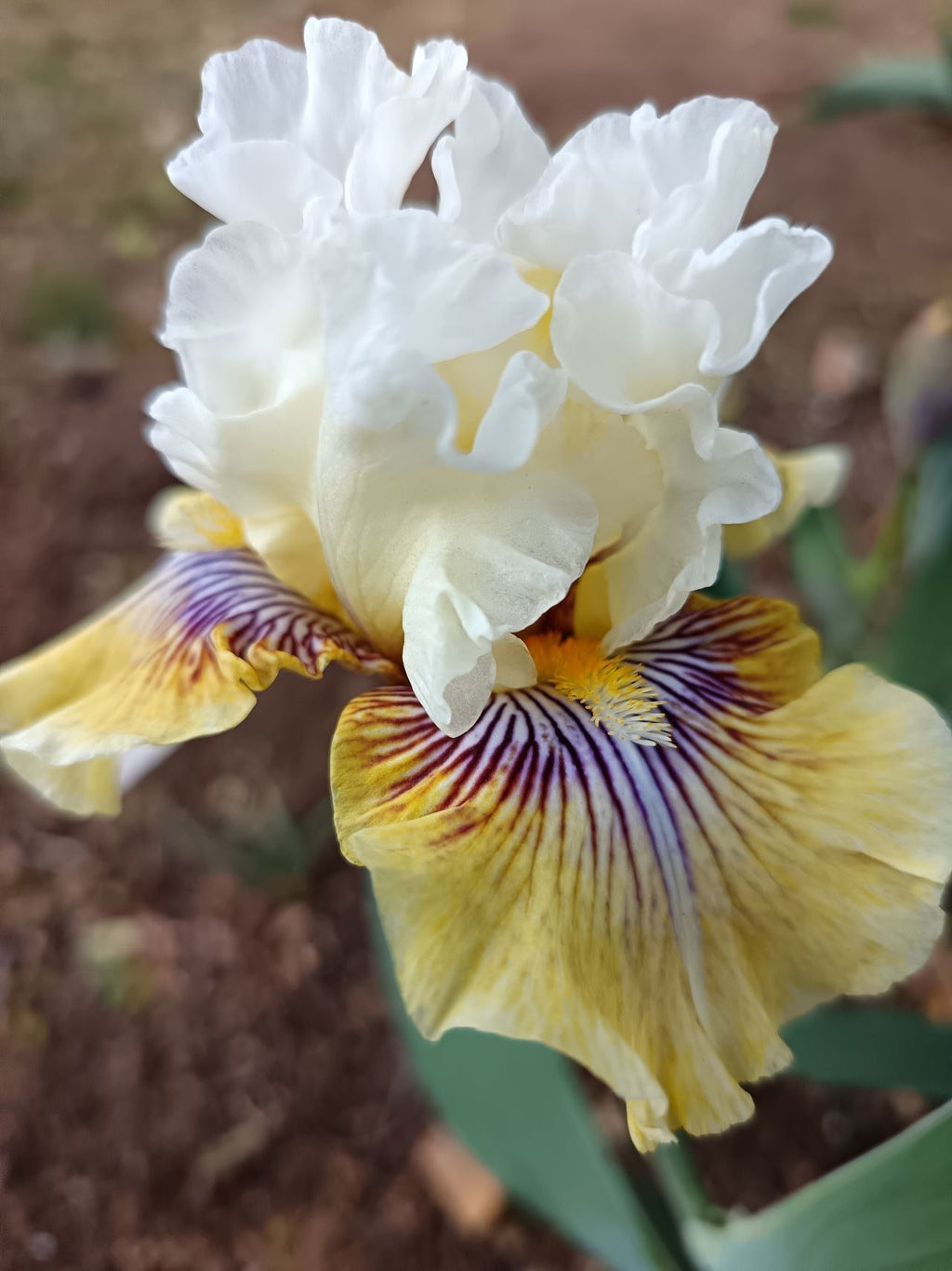 Fancy A Flutter Bearded Iris