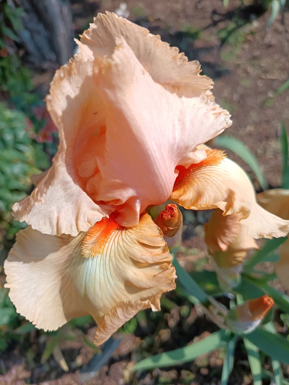 Georgia Girl Bearded Iris
