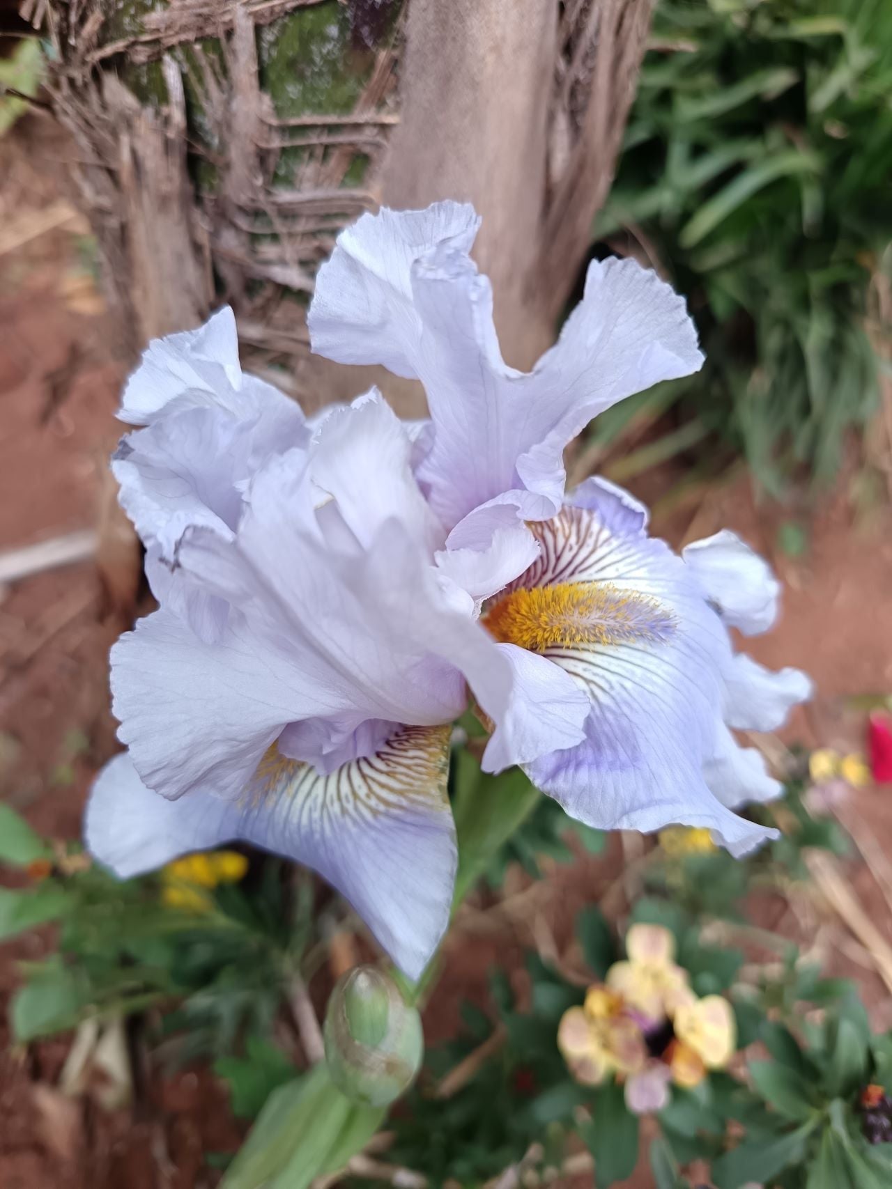 Hazy Pearl* Bearded Iris