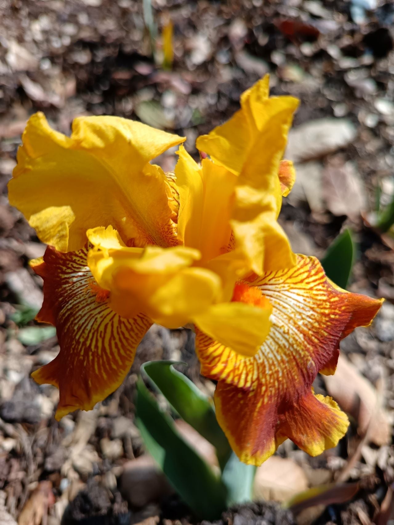 Indian Curry* Bearded Iris