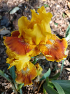 Indian Curry* Bearded Iris