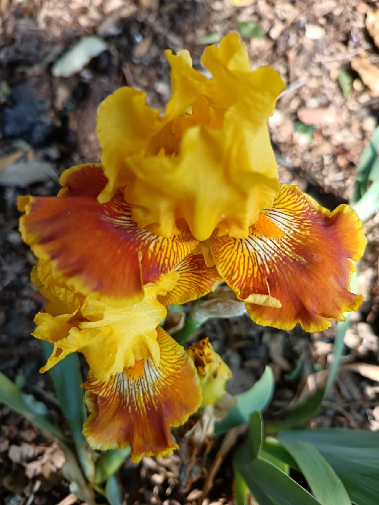 Indian Curry* Bearded Iris