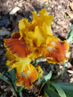 Indian Curry* Bearded Iris