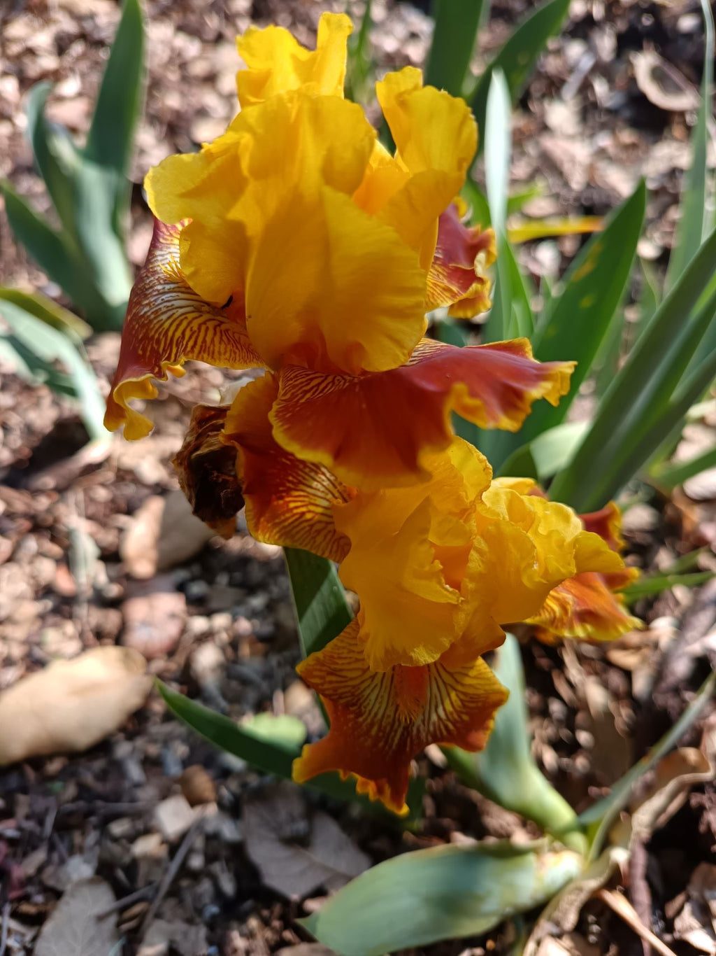 Indian Curry* Bearded Iris