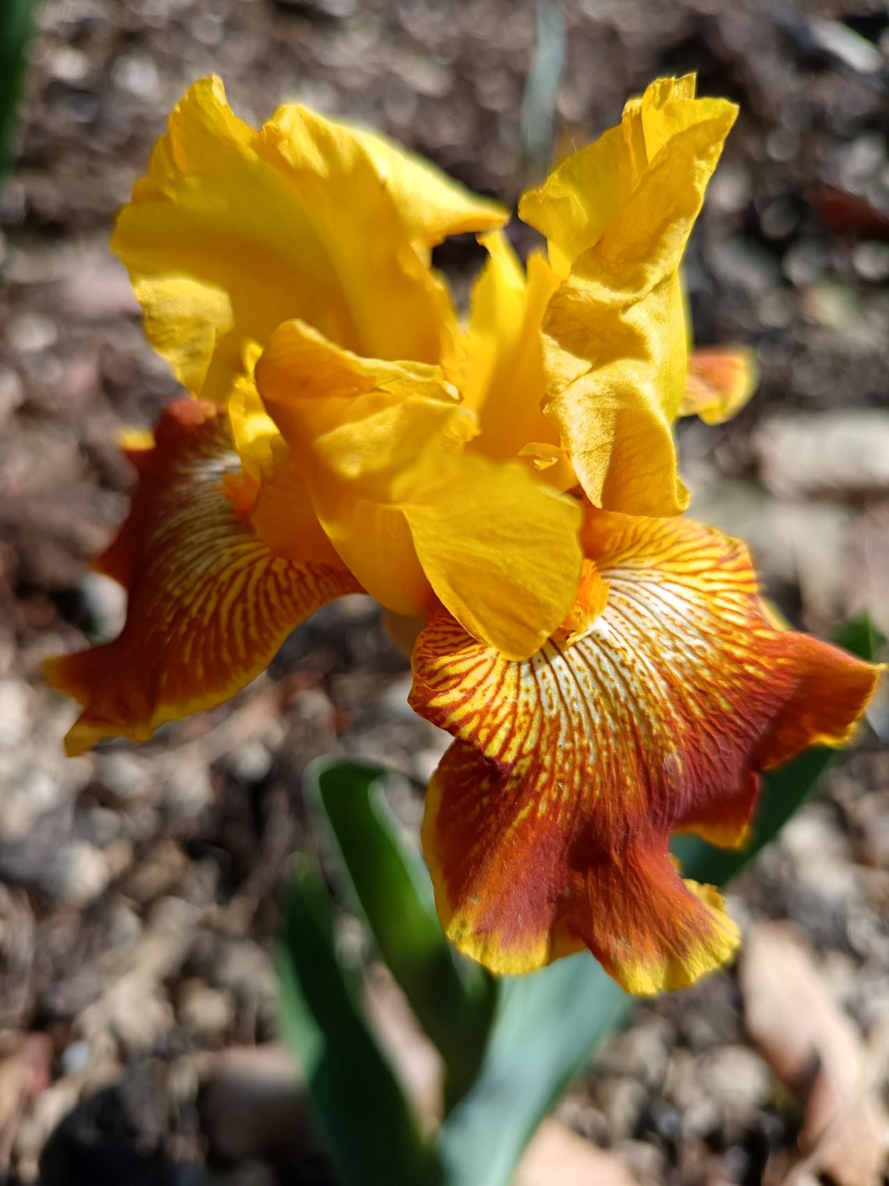 Indian Curry* Bearded Iris