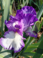 Jesse's Song Bearded Iris