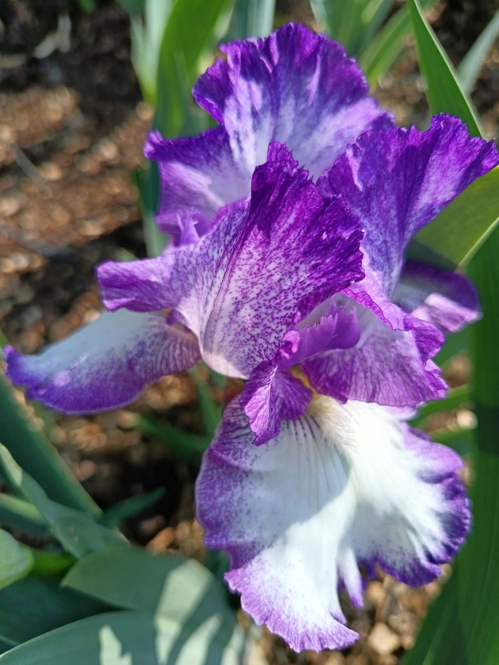 Jesse's Song Bearded Iris