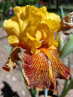 Jitterbug Bearded Iris