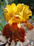 Jitterbug Bearded Iris