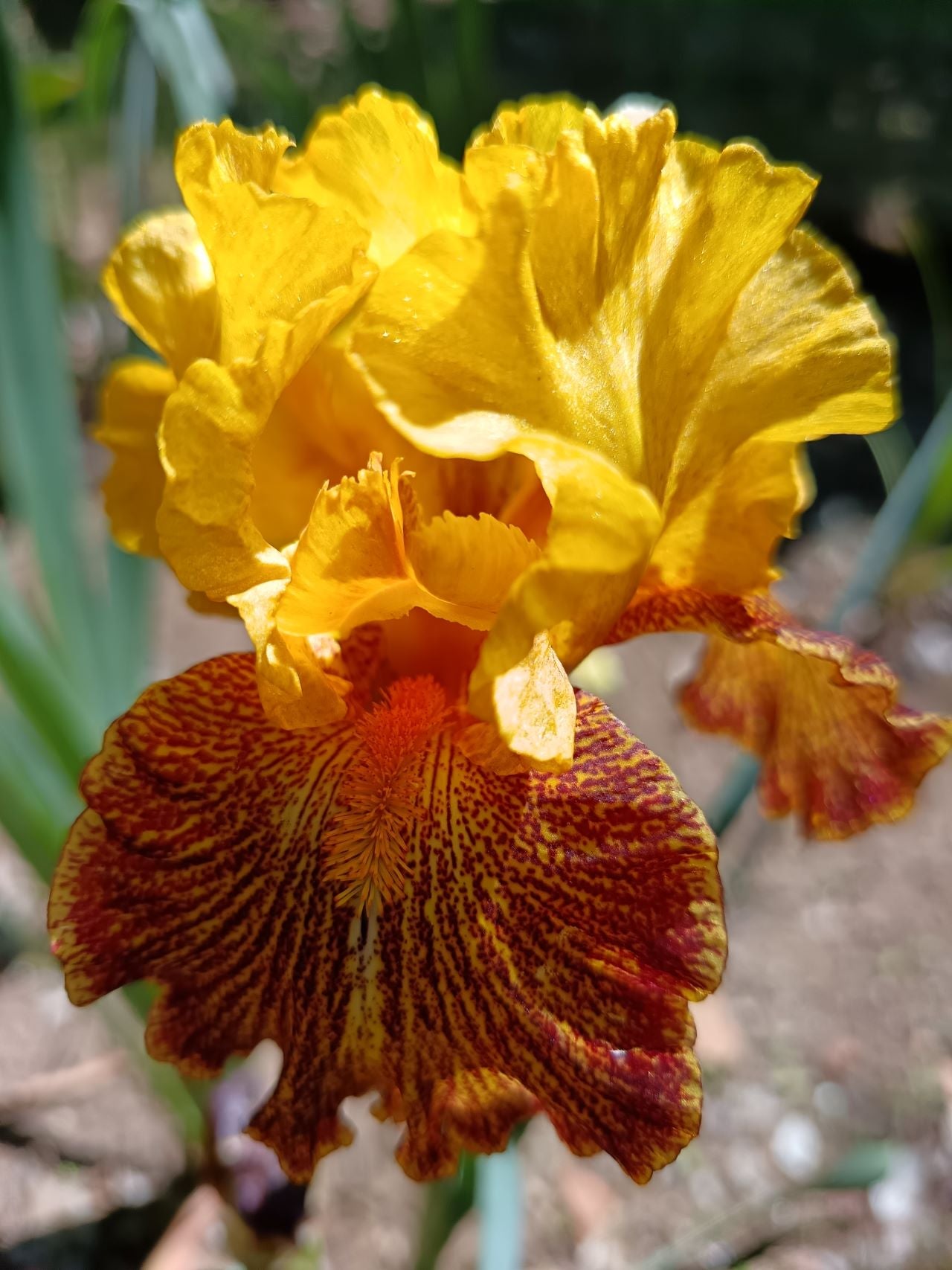 Jitterbug Bearded Iris