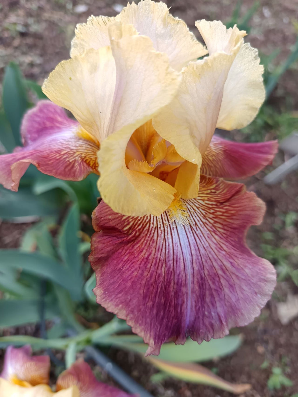 Lemon And Wine* Bearded Iris