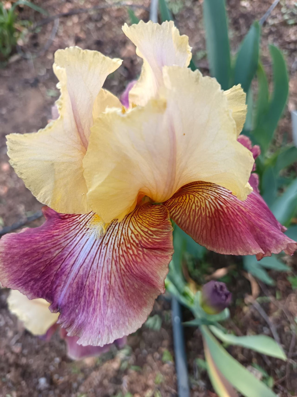 Lemon And Wine* Bearded Iris