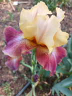 Lemon And Wine* Bearded Iris
