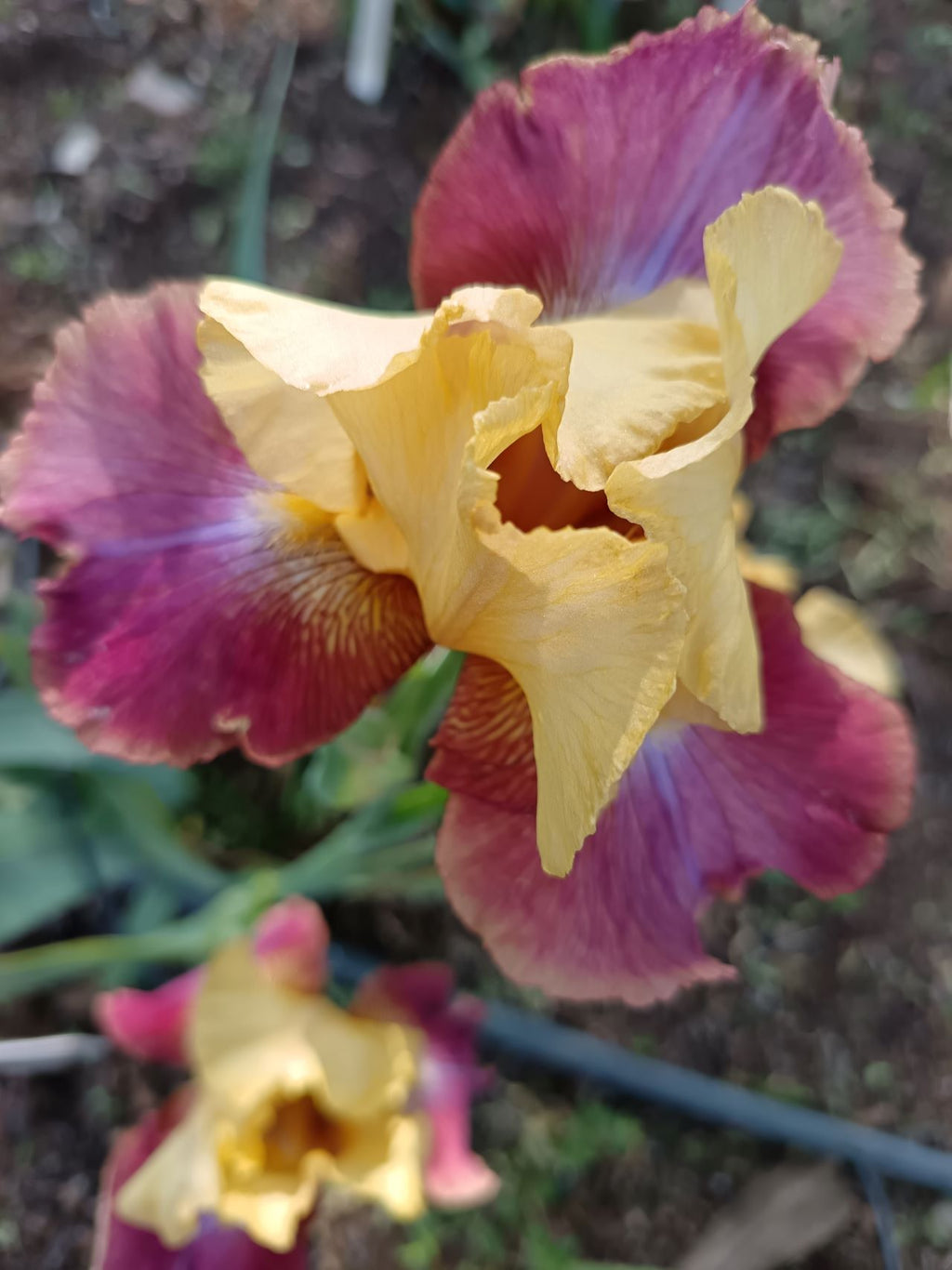 Lemon And Wine* Bearded Iris