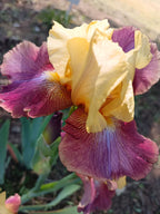 Lemon And Wine* Bearded Iris