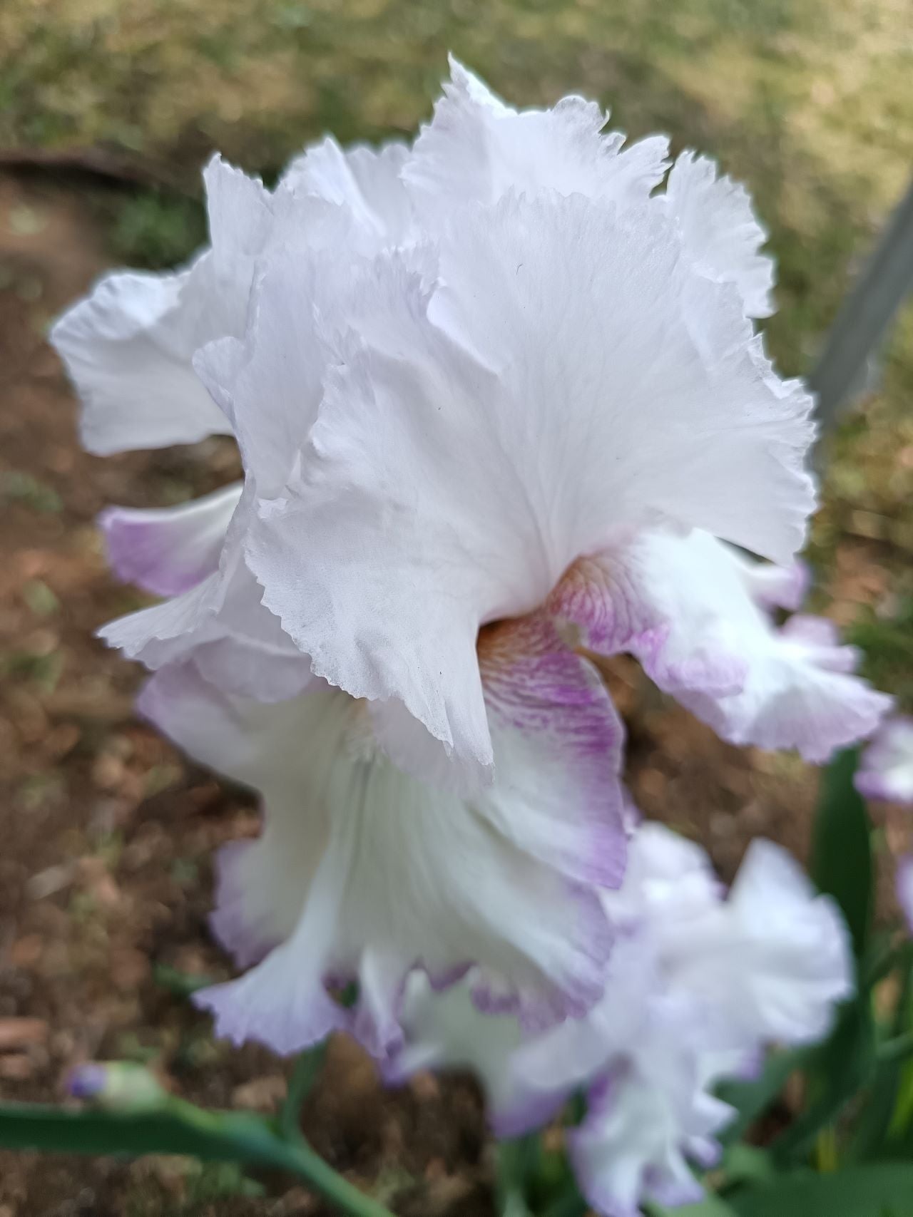 Lilac Ice* Bearded Iris
