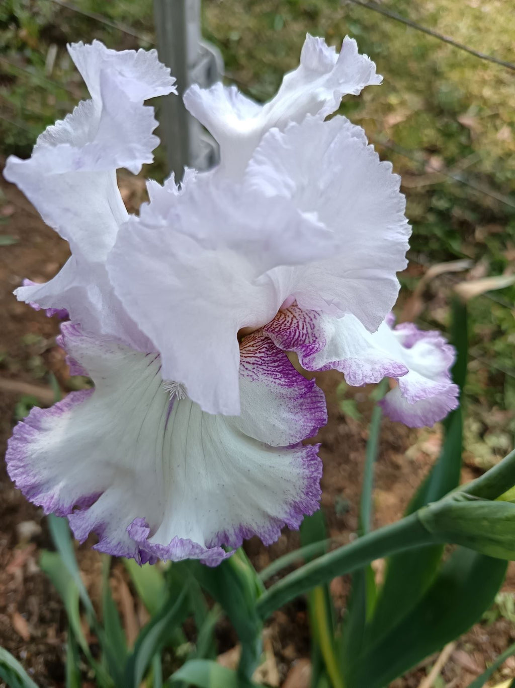 Lilac Ice* Bearded Iris