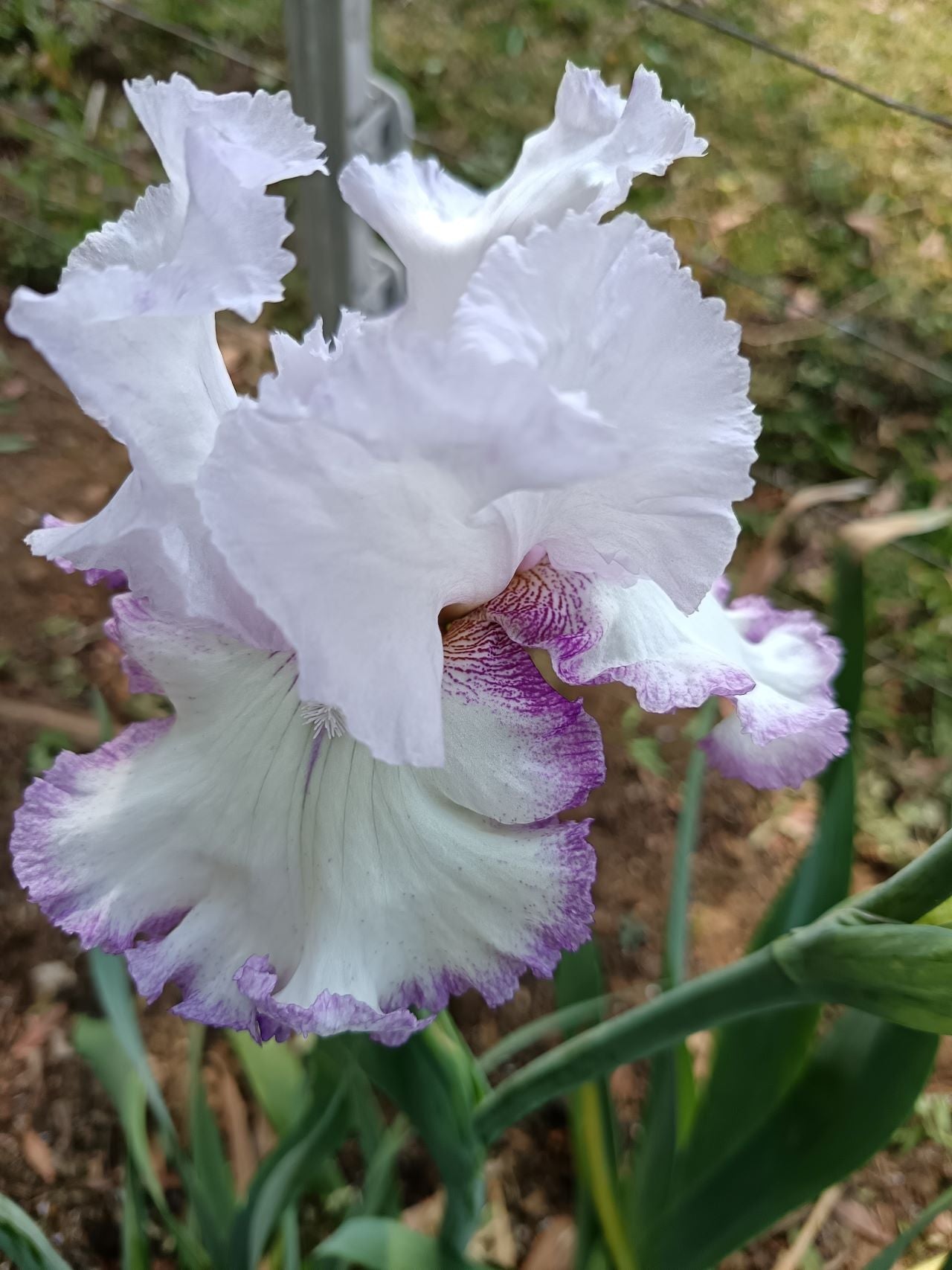 Lilac Ice* Bearded Iris