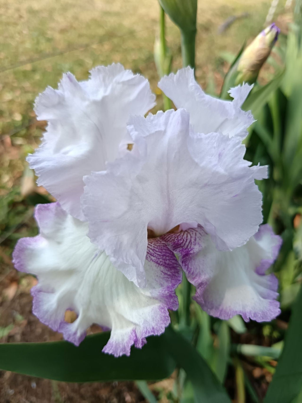 Lilac Ice* Bearded Iris