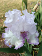 Lilac Ice* Bearded Iris