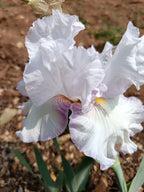 Lilac Ice* Bearded Iris