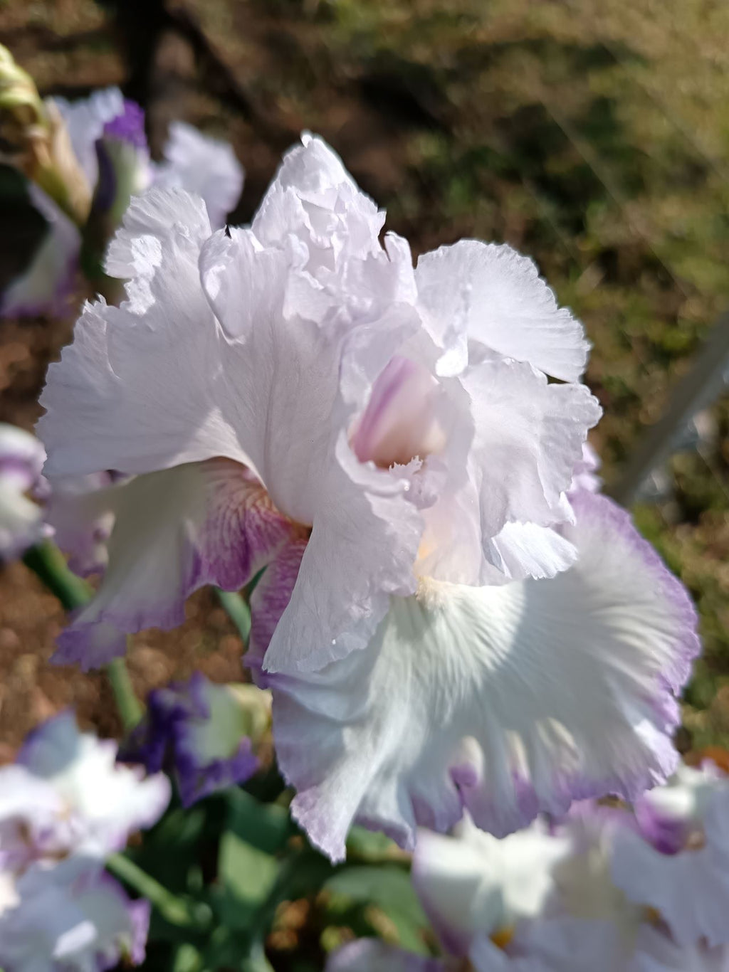Lilac Ice* Bearded Iris