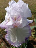 Lilac Ice* Bearded Iris