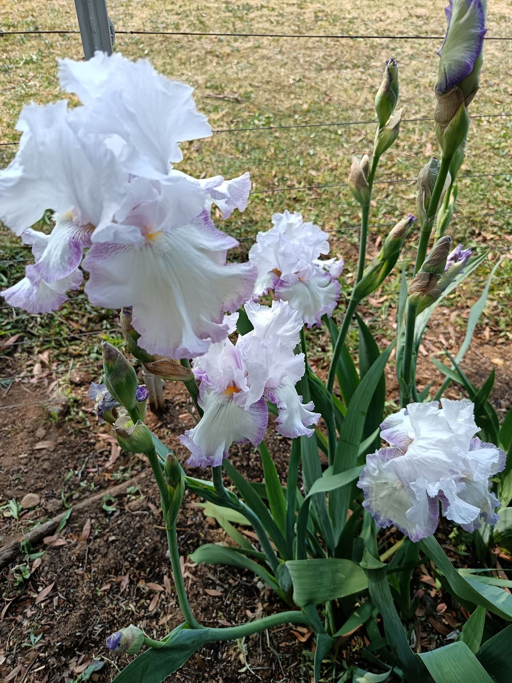 Lilac Ice* Bearded Iris