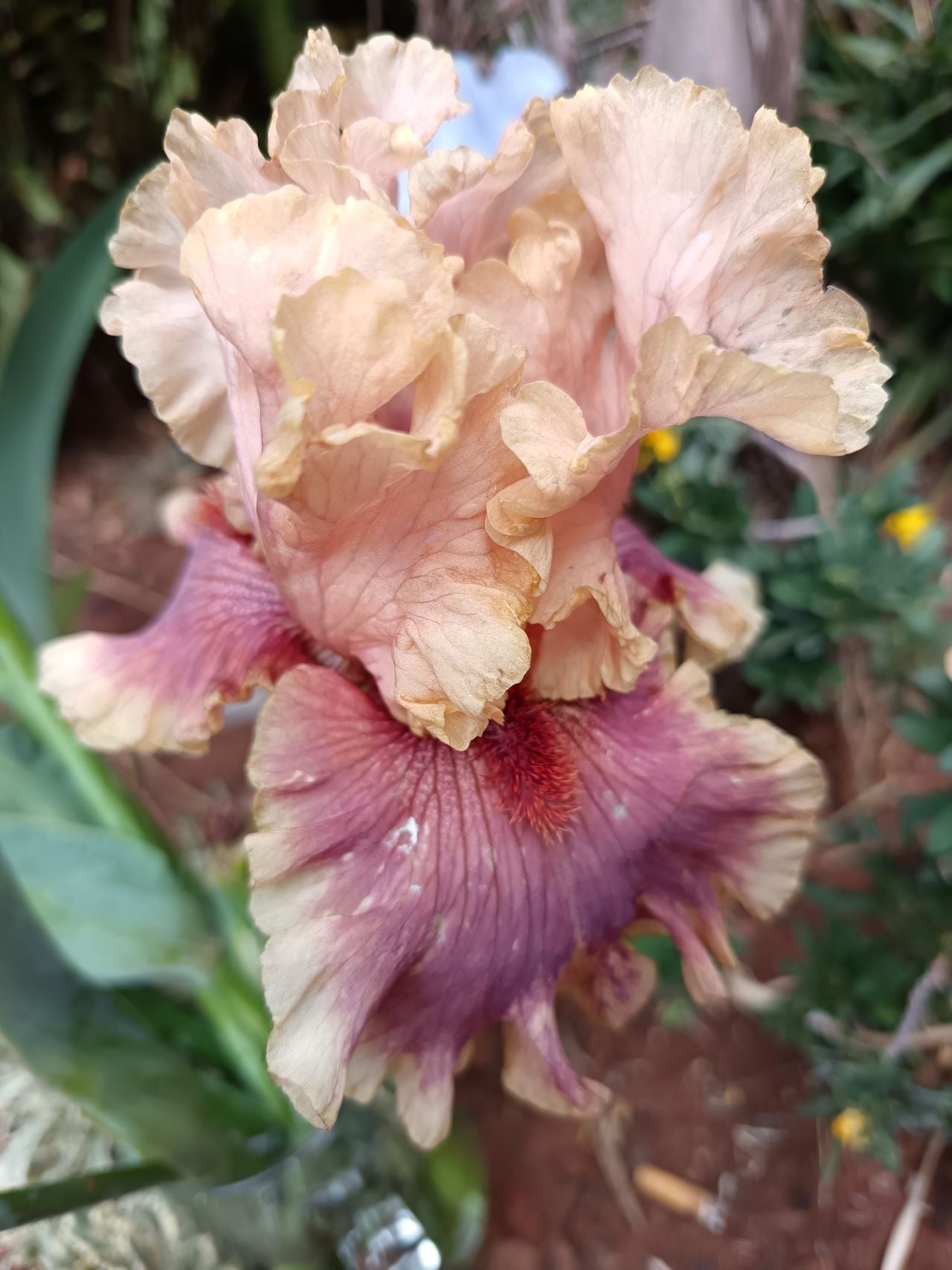 Painted Words Bearded Iris