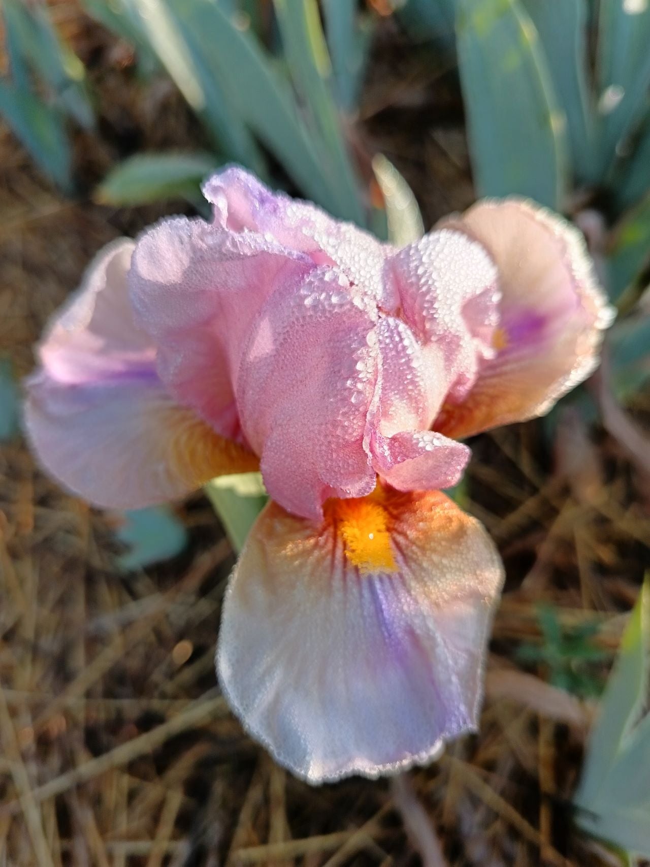 Pink Caramallow* Bearded Iris