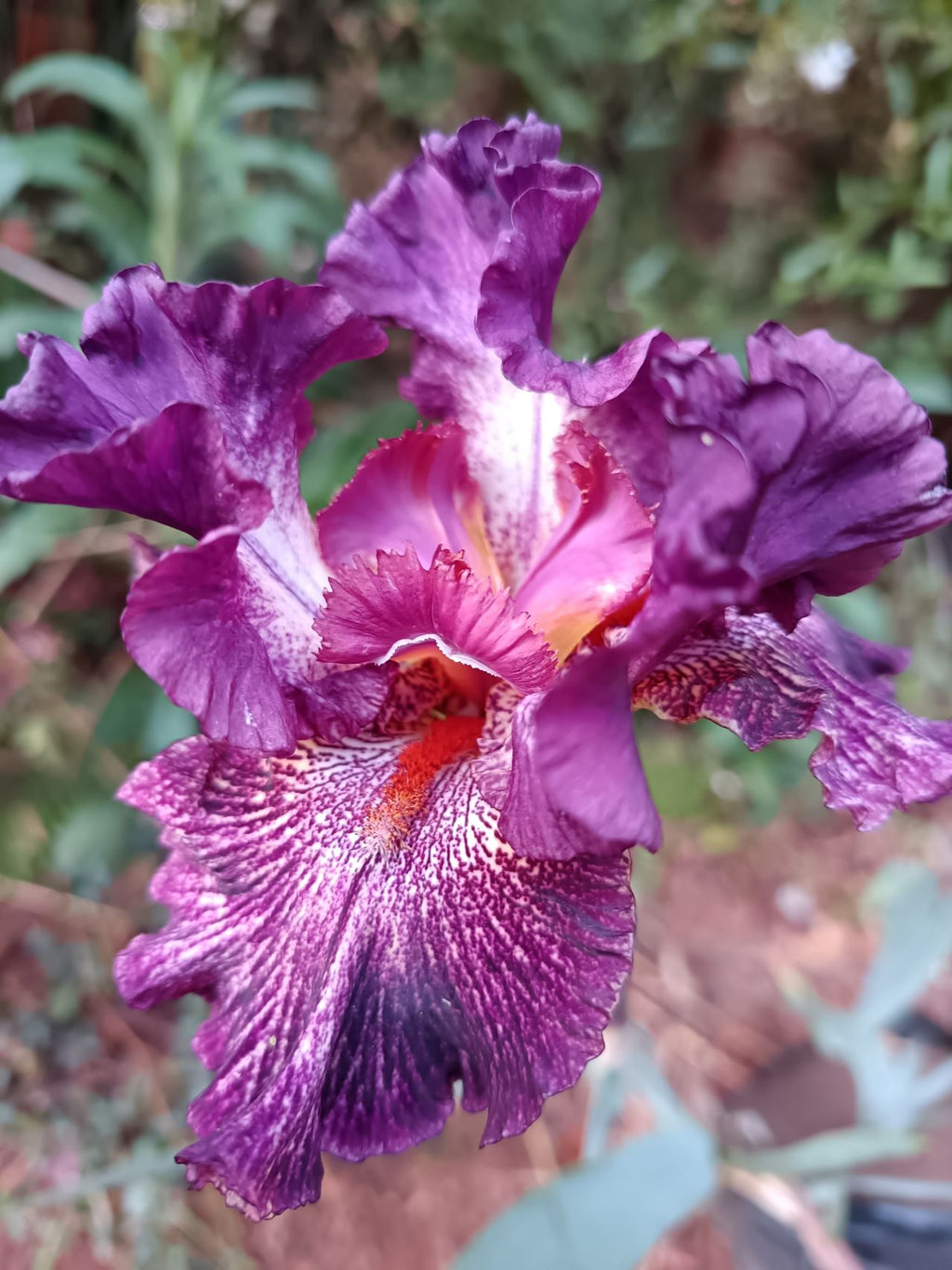 Power Surge Bearded Iris