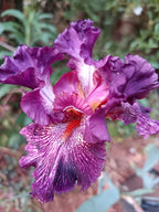 Power Surge Bearded Iris