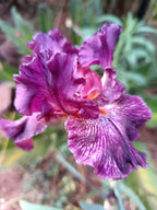 Power Surge Bearded Iris