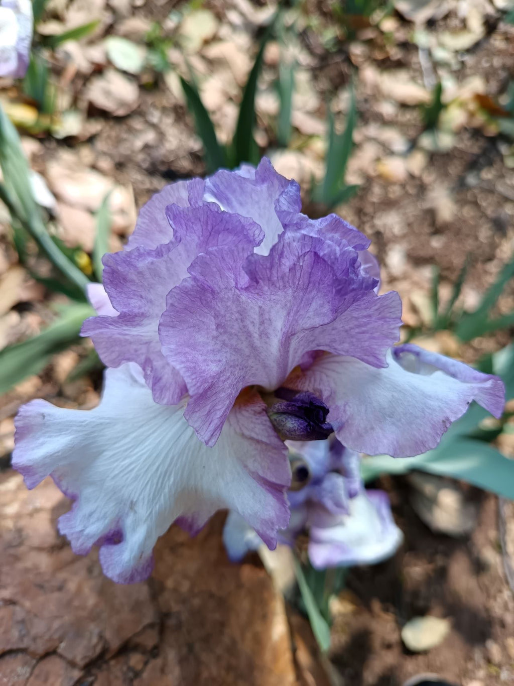 Lilac Drizzle* Bearded Iris