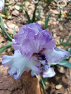 Lilac Drizzle* Bearded Iris