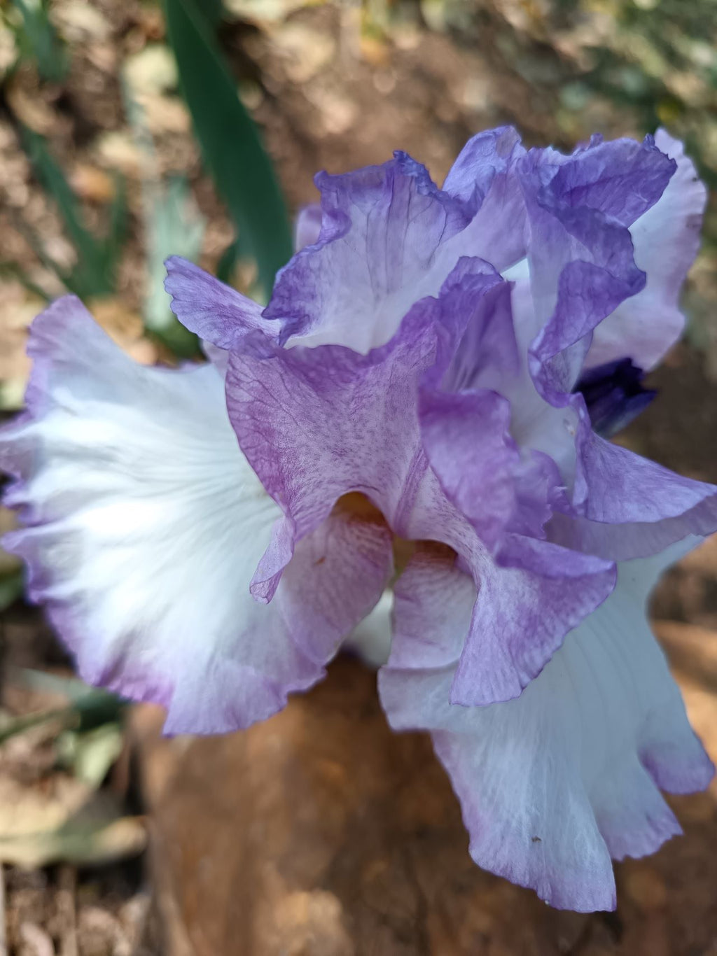 Lilac Drizzle* Bearded Iris