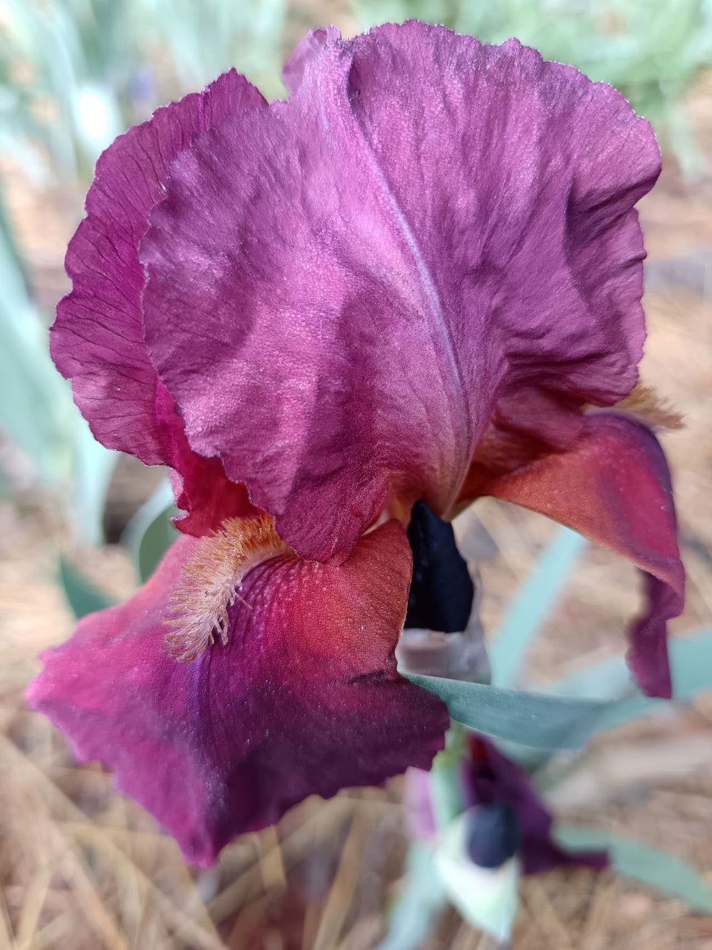 Spiced Wine* Bearded Iris