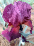 Spiced Wine* Bearded Iris