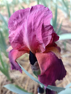 Spiced Wine* Bearded Iris
