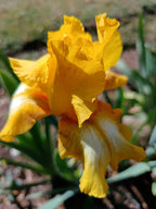 Sunflower Rush* Bearded Iris
