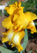 Sunflower Rush* Bearded Iris