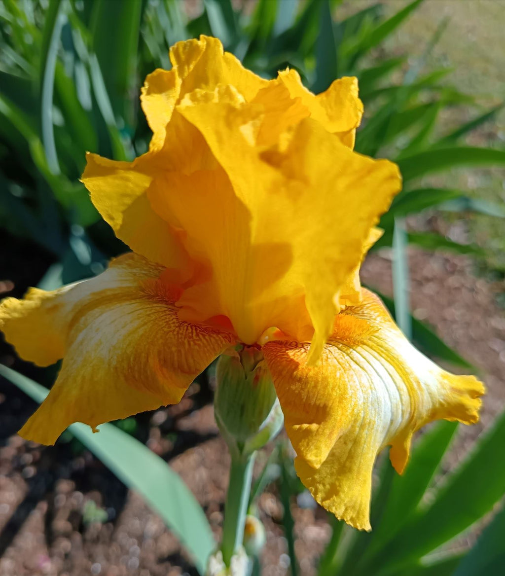 Sunflower Rush* Bearded Iris