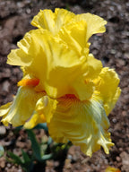 Trumpet Call Bearded Iris